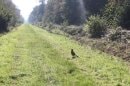 Forêt de Nieppe